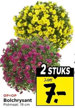 Vomar Voordeelmarkt Bolchrysant aanbieding