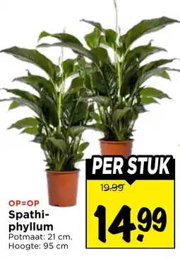 Vomar Voordeelmarkt Spathiphyllum aanbieding