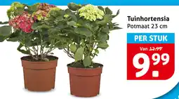 Hoogvliet Tuinhortensia aanbieding