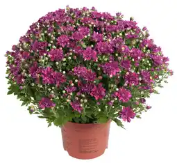 Dekamarkt Bloemen Bolchrysant p19 aanbieding