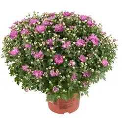 Dekamarkt Bloemen Bolchrysant p19 aanbieding