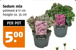 Poiesz Sedum mix aanbieding
