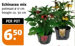 Poiesz Echinacea mix aanbieding