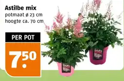 Poiesz Astilbe mix aanbieding