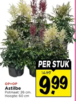 Vomar Voordeelmarkt Astilbe aanbieding