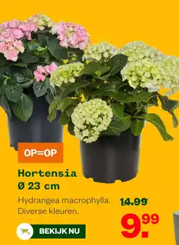Welkoop Hortensia Ø 23 cm aanbieding