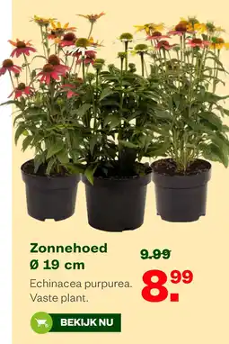 Welkoop Zonnehoed Ø 19 cm aanbieding