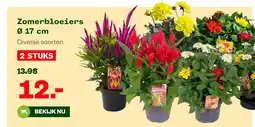 Welkoop Zomerbloeiers 0 17 cm aanbieding