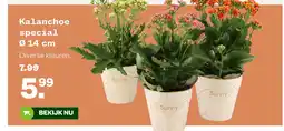 Welkoop Kalanchoe special Ø 14 cm aanbieding