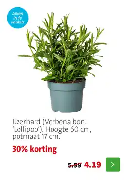 Intratuin IJzerhard (Verbena bon. ‘Lollipop’). Hoogte 60 cm, potmaat 17 cm. aanbieding