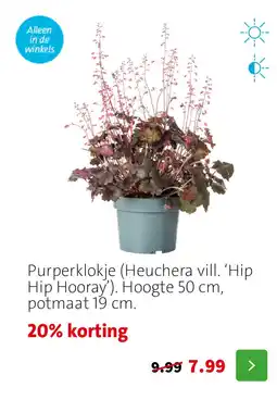 Intratuin Purperklokje aanbieding