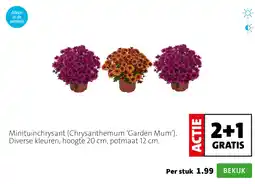 Intratuin Minituinchrysant aanbieding