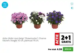 Intratuin Aster aanbieding