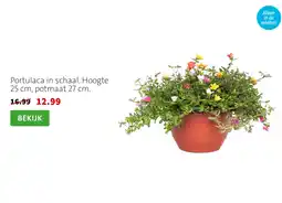 Intratuin Portulaca in schaal. Hoogte 25 cm, potmaat 27 cm. aanbieding