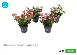 Intratuin Catharanthus Soiree aanbieding