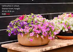 Intratuin Calibrachoa in schaal aanbieding
