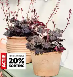 Intratuin Purperklokje aanbieding