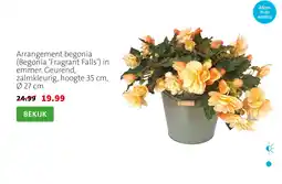 Intratuin Arrangement begonia aanbieding
