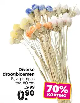 Xenos Diverse droogbloemen aanbieding