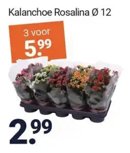 Inter Chalet Kalanchoe Rosalina aanbieding