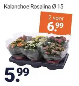 Inter Chalet Kalanchoe Rosalina aanbieding