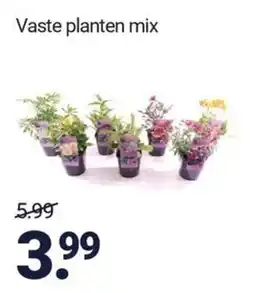 Inter Chalet Vaste planten mix aanbieding
