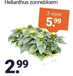 Inter Chalet Helianthus zonnebloem aanbieding