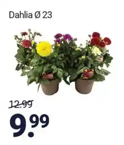 Inter Chalet Dahlia aanbieding