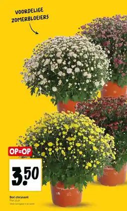 Jumbo Bol chrysant aanbieding