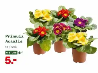 Welkoop Primula acaulis 10cm aanbieding