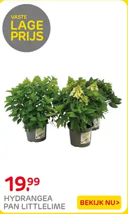 Praxis Hydrangea Pan Littlelime aanbieding