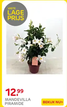 Praxis Mandevilla Piramide aanbieding