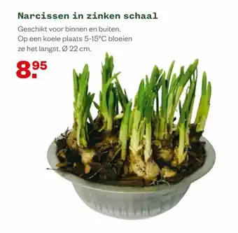 Welkoop Narcissen in zinken schaal 22cm aanbieding