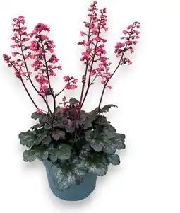 Intratuin Purperklokje (Heuchera villosa 'Hip Hip Hooray') D 19 H 50 cm aanbieding
