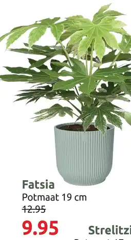Deka Tuin Fatsia aanbieding
