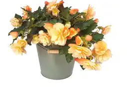 Intratuin Plantenarrangement Begonia in groene emmer D 27 H 35 cm aanbieding