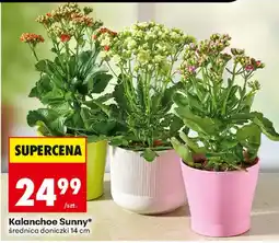 Biedronka Kalanchoe Sunny* aanbieding