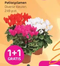 Coppelmans Patiocyclamen aanbieding