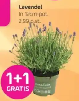 Coppelmans Lavendel aanbieding