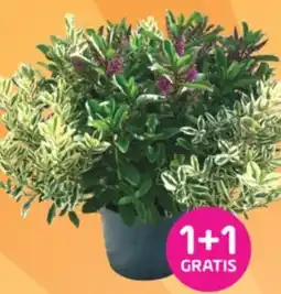 Coppelmans Hebe xl mixpot aanbieding