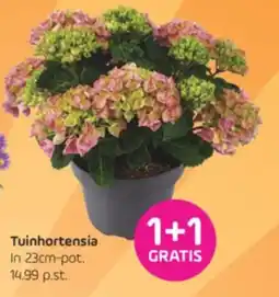Coppelmans Tuinhortensia aanbieding