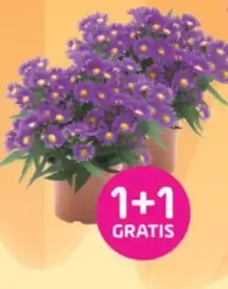 Coppelmans Aster aanbieding