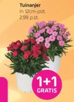 Coppelmans Tuinanjer aanbieding