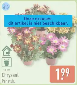 ALDI Chrysant aanbieding