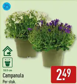 ALDI Campanula aanbieding