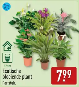 ALDI Exotische bloeiende plant aanbieding
