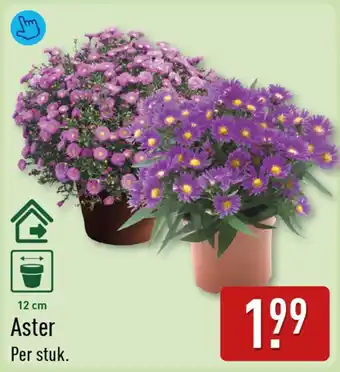 ALDI Aster aanbieding