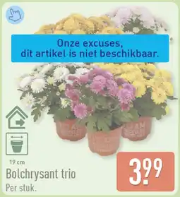 ALDI Bolchrysant trio aanbieding