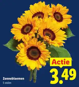 Lidl Zonnebloemen aanbieding