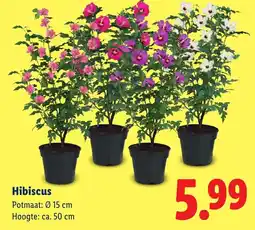 Lidl Hibiscus aanbieding